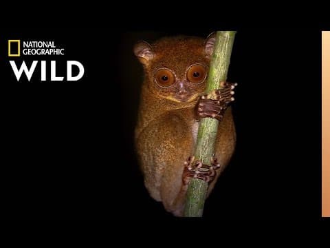 Which Animals Have Night Vision? | Animal Autofill - YouTube
