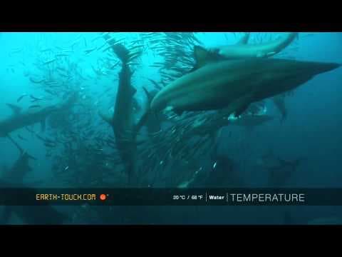 Mighty whale joins the Sardine Run feeding frenzy