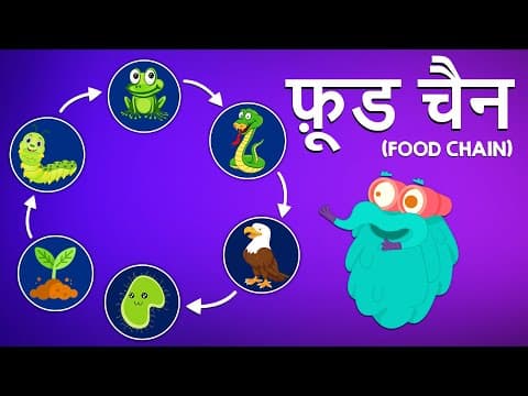 फ़ूड चैन | खाद्य श्रृंखला | What Is Food Chain In Hindi | Dr.Binocs Show | Binocs Ki Duniya