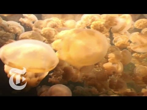 Jellyfish Buffet | ScienceTake | The New York Times - YouTube