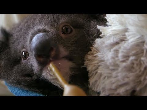 Orphan Koala Plays with Carer