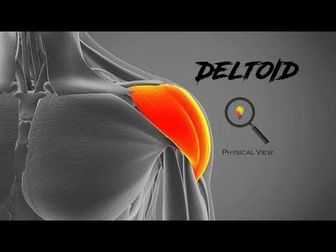 DELTOID MUSCLE