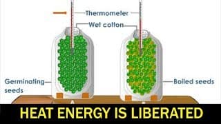 State Board 10th Class Biology  Biology - Heat Energy is Liberated During Respiration