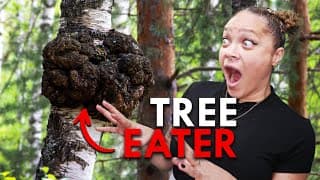 Chaga | This Mushroom Eats Trees And Saves Humans