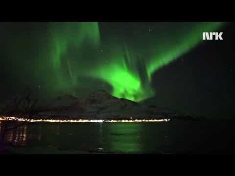 Whales Swimming Under The Northern Light - Hval jakter under nordlyset