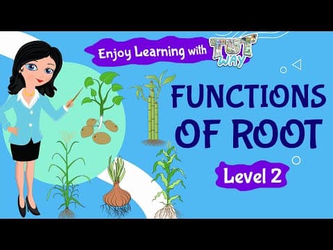 Functions of Root - Parts Of a Plant - Elementary Science