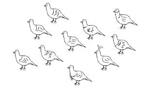 Genetic Variation|Gene Flow and New Species