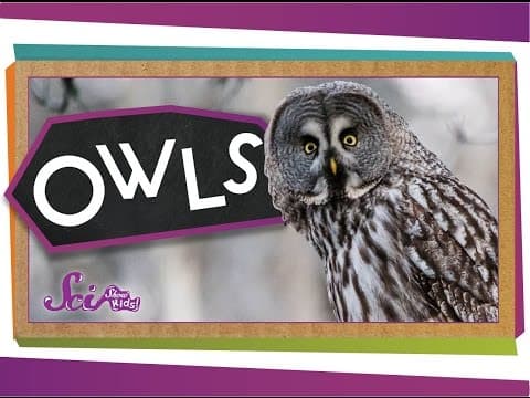 Who Knew? Amazing Owl Facts!