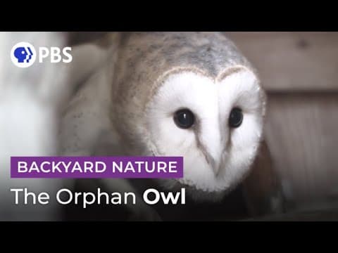 What Color Is a Blue Whale Our history with this mysterious ocean giant