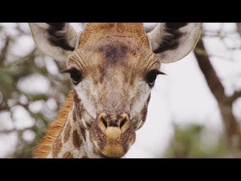 Giraffe's Blue Tongues | Wild Lands: South Africa | BBC Earth - YouTube