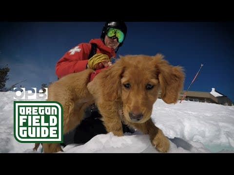 Tracking hungry Alaskan grizzly bears with Phil Torres