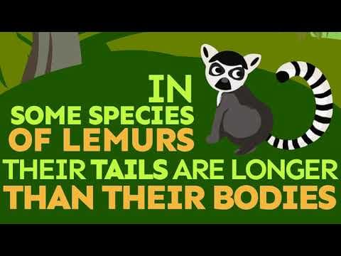 DidYouKnow Ep 022 Lemurs FINAL