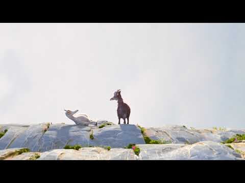 La légende de la chèvre qui connaissait le vrai sens de la montagne