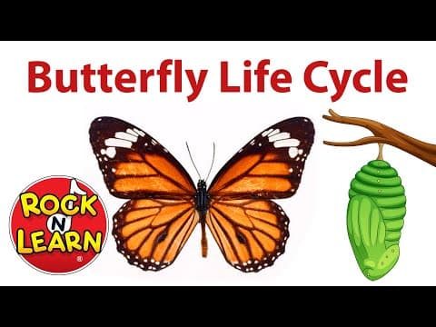 Life Cycle of a Butterfly for Kids