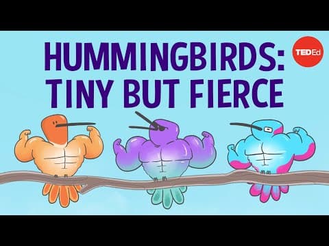The surprising secrets of hummingbird flight - Kristiina J. Hurme and Alejandro Rico-Guevara - YouTube