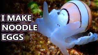 Bubble Snail facts| colorful ocean bubbles