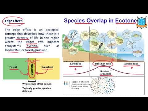 What is Edge Effect ? || Edge Effect అంటే ఏమిటి?