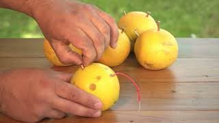 Kid Experiments |Orange Battery