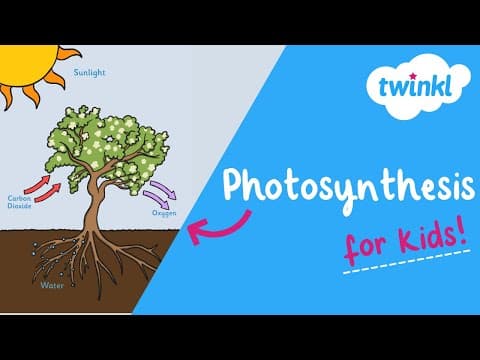 Photosynthesis for Kids | What Is Photosynthesis | Twinkl USA