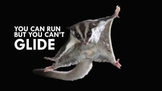 Sugar Gliders Learned To Fly, This is How They Did It