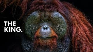 Orangutan|King of the Treetops