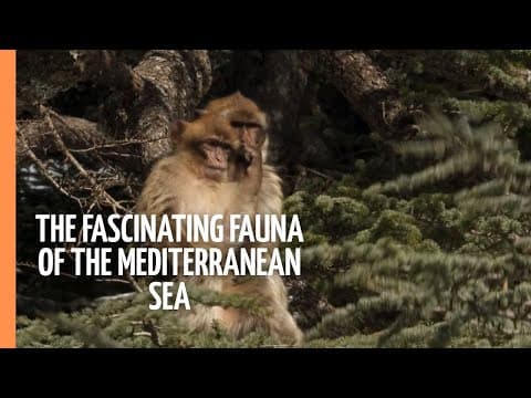 The fascinating fauna of the mediterranean sea