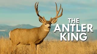 Mule Deer | The Antler King