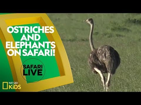 Ostriches and elephants on safari - safari live