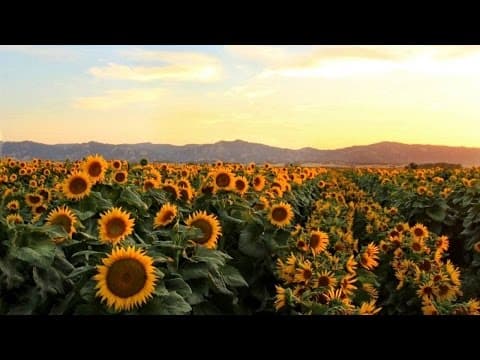Why Do Sunflowers Follow the Sun