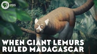 When Giant Lemurs Ruled Madagascar