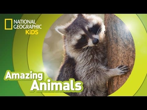 Raccoon amazing animals