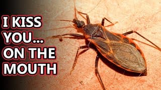 Kissing Bug facts| smooch in the night