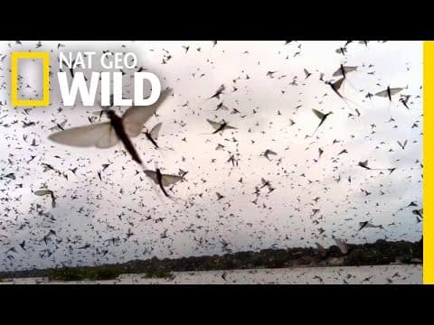 Mayfly Madness - Wild Mississippi