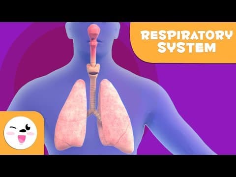 Respiratory system-learning the human body for kids