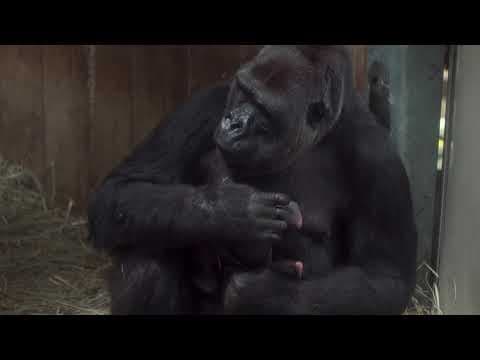 B-Roll: Calaya and Moke - YouTube