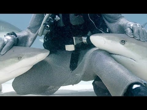 Petting Sharks like Dogs?! | Blue Planet Live