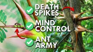 The Plant With an Ant Secret Service