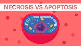 What is Necrosis vs What is Apoptosis