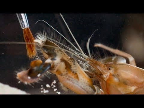 Pistol Shrimp's Cavitation Bubble | Richard Hammond's Invisible Worlds | Earth Science
