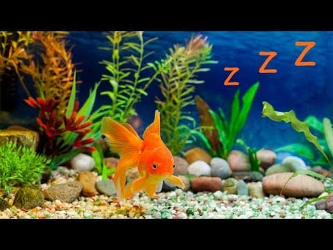 baby lullaby and freshwater aquarium -  bedtime lullabies