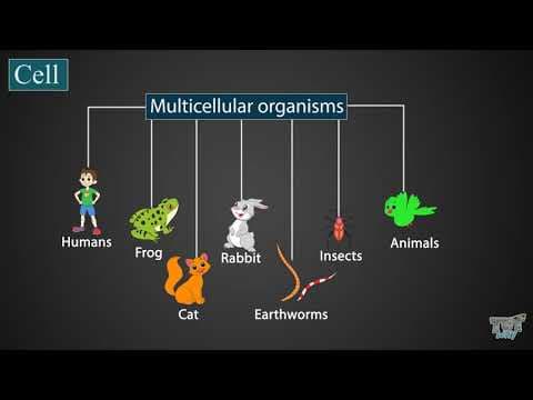 Introduction to cells| Science