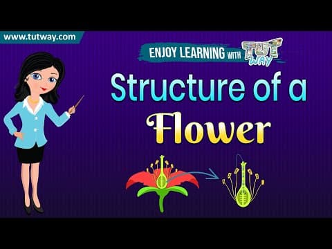 Reproduction In Flowering Plants - Flower Structure and its Parts