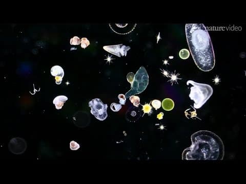 Five Reasons To Thank Plankton