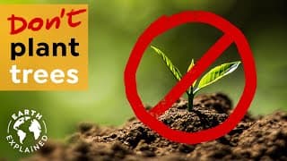 Why It Is Not Enough to Simply Plant Millions of Trees I Earth Explained