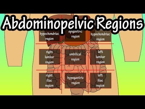 Abdominopelvic Quadrants And Regions - Abdominal Quadrants