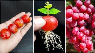Simple and water propagation for grow grape plant at home-Fruits method for planting