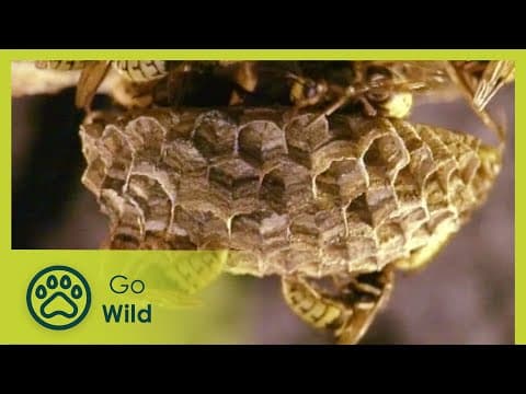 Hornets - fantastic creatures