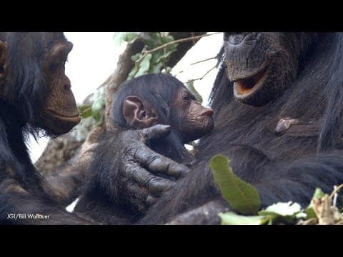 What is it like to film a baby sun bear