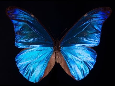 What Gives the Morpho Butterfly Its Magnificent Blue.