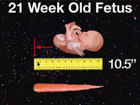 Fetal Development Week 21 (Pregnancy Health Guru)